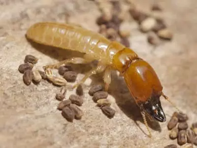 termite treatment shepparton
